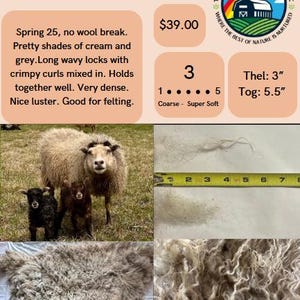 Vello di CRUELLA - Vello di pecora islandese naturale / Allevato eticamente / Lana grezza morbida e riccia / Coltivato in fattoria nel Wisconsin / Filatura, infeltrimento, artigianato