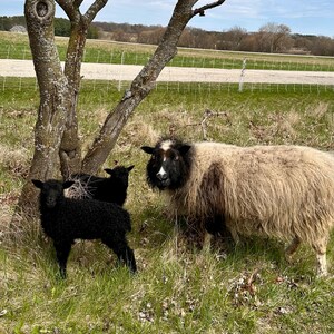 ZOLA Fleece -Natural Icelandic Sheep Fleece | Ethically Raised | Soft, Curly Raw Wool | Wisconsin Farm-Grown | Spinning, Felting, Crafting