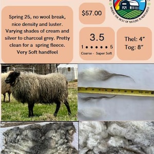 Vello ZELEANIE - Vello di pecora islandese naturale / Allevato eticamente / Lana grezza morbida e riccia / Coltivato in fattoria nel Wisconsin / Filatura, infeltrimento, artigianato