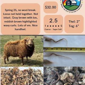 PRINCE Fleece - Natural Icelandic Sheep Fleece | Ethically Raised | Soft, Curly Raw Wool | Wisconsin Farm-Grown | Spinning, Felting,Crafting