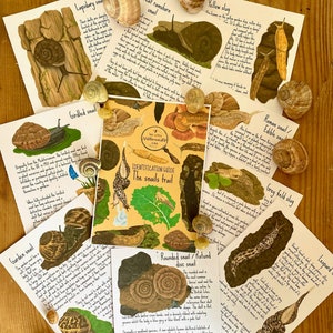 Może przedstawiać: Kolekcja ilustrowanych kart i muszli ślimaków na drewnianej powierzchni. Karty zawierają szczegółowe rysunki różnych gatunków ślimaków, w tym ślimaka ogrodowego, oraz opisy tekstowe. Centralna karta zatytułowana jest "IDENTIFICATION GUIDE The snails trail."