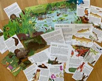 Volledige unitstudie rivieren, waterwegen homeschool, zomerleerpakket, homeschoolbundel, forellevenscyclus, beverstudie, natuurkit voor kinderen