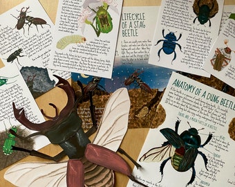 Complete Beetle unit study, Spring learning pack, homeschool bundle, kids activity pack, beetle life cycle, insect anatomy, kids nature kit