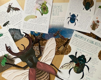 Volledige studie van de Kever-eenheid, Lente-leerpakket, homeschoolbundel, activiteitenpakket voor kinderen, levenscyclus van kever, insectenanatomie, natuurkit voor kinderen