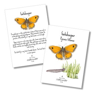 Könnte beinhalten: Zwei illustrierte Karten mit dem Schmetterling Gatekeeper. Eine Karte trägt den Titel "Gatekeeper" mit einer Aquarellmalerei des Schmetterlings. Die andere Karte trägt den Titel "Gatekeeper Pyronia tithonus" mit einer Schmetterlingsillustration, Gras und einer Raupe.