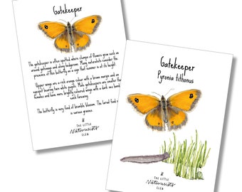 Butterflies flashcards, Butterfly Unit Study, Spring Activities, Homeschool learning