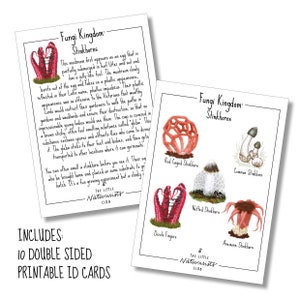 May include: Printable ID cards showcasing illustrations of stinkhorn fungi, such as Red Caged Stinkhorn and Devil's Fingers. The cards are labelled "Fungi Kingdom: Stinkhorns" and provide information about the mushrooms. Includes 10 double-sided cards.