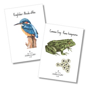 Peut inclure: Deux cartes blanches avec des illustrations d'animaux sauvages. L'une représente un martin-pêcheur aux plumes bleues, oranges et brunes perché sur une souche d'arbre. L'autre montre une grenouille verte et des œufs de grenouille. Le texte sur les cartes indique "Kingfisher: Alcedo atthis" et "Common Frog: Rana temporaria".