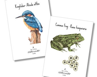 Pond Unit study, Spring printable, Frog Unit Study, Pond Learning Pack, Pond Learning