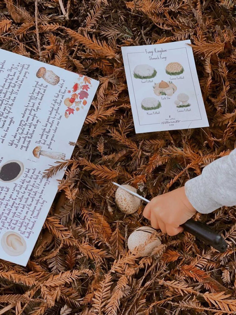 May include: A child's hand with a knife dissecting puffball mushrooms, alongside educational cards detailing various fungi. The cards, with illustrations and text, are set on a bed of brown leaves, promoting a learning experience.