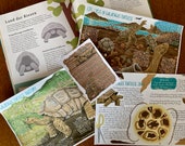 Complete Galapagos study unit, homeschool bundle, kids nature kit, Learning Activities, Homeschool Geography, Educational Poster, Volcano