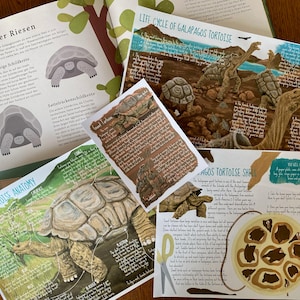 Puede incluir: Ilustraciones educativas de tortugas gigantes de Galápagos. La imagen muestra libros abiertos y páginas sueltas con dibujos detallados y texto sobre la anatomía, el ciclo de vida y el caparazón de las tortugas. Las páginas presentan texto en inglés y alemán.