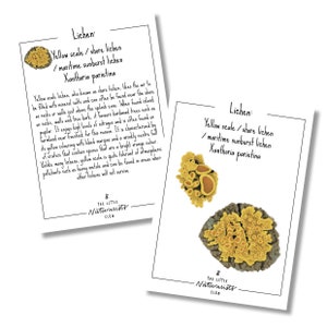 May include: Two educational cards about lichen. The cards feature illustrations of yellow scale lichen, also known as shore lichen and maritime sunburst lichen. The cards include the scientific name Xanthoria parietina and descriptive text about the lichen.