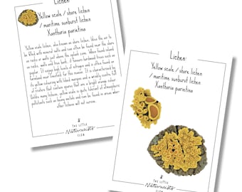 Moss and Lichen homeschool printable, Nomenclature Card, forest schooling, mosses nature study