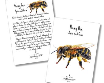 Bee Flashcards, Bee unit study, Spring Learning Pack, Honey bee homeschool, Montessori Printable