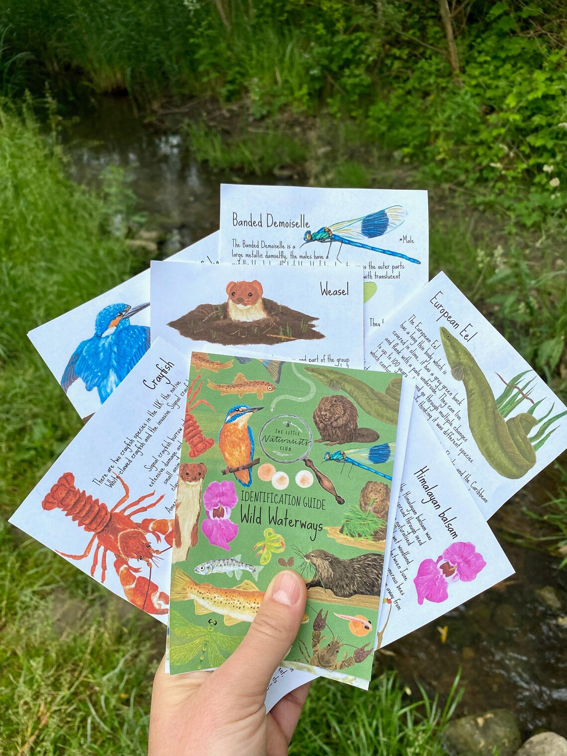 River Wildlife Identification Cards /booklet Waterways Unit Etsy