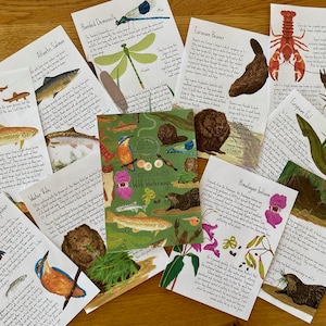 River wildlife identification cards /booklet, Waterways unit, Summer Printables, nature flash cards, kids nature kit, rivers and streams