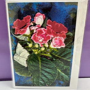 Flower, Gloxinia