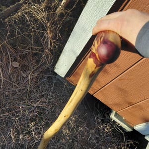 K&ouml;nnte beinhalten: Handgefertigter Wanderstock aus Holz mit einem abgerundeten, rot-violett und gelb get&ouml;nten Griff. Der Schaft ist hellbraun. Der Wanderstock lehnt an einer braunen und wei&szlig;en Holzkonstruktion.