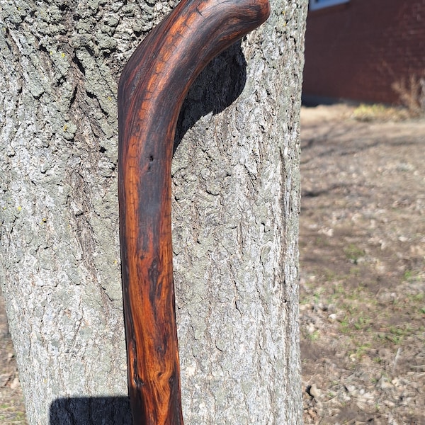 Osage Orange Cane With Perfect Handle