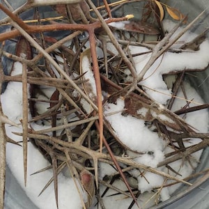 May include: A metal bucket filled with thorny branches and snow. The branches are brown and have sharp thorns. The snow is white and fluffy.