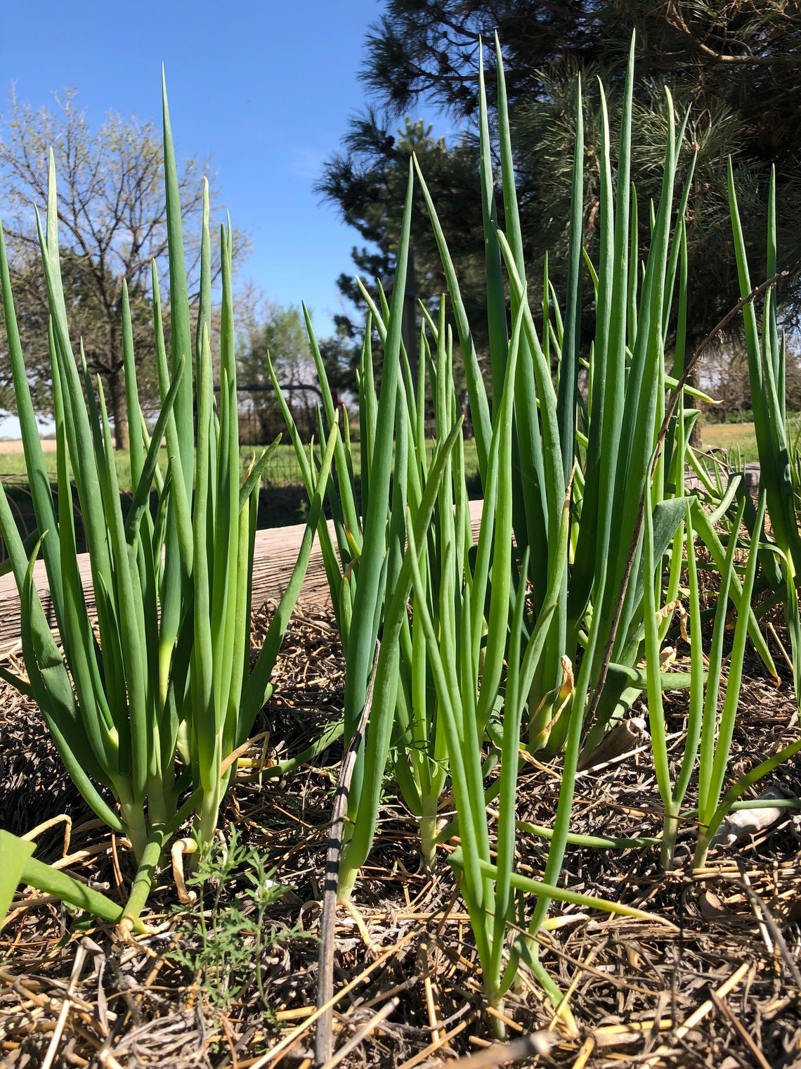 Egyptian Walking Onion Bulbs Etsy