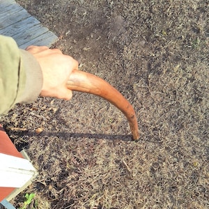 Dark Forest Aged Black Walnut Cane