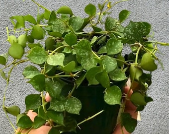 FREE SHIPPING Hoya Curtisii Splash, Tiny Leaf Porcelain Flower Plant 4 Inch Pot, Rare Hoya, Rare Tropical Plant, Easy Care Plant