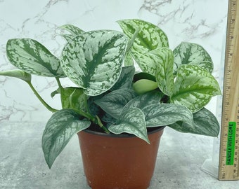 Scindapsus pictus exotica, Satin Scindaspsus 6 inch pot, Rare Houseplant, Tropical Houseplant, Plant Lovers Gift