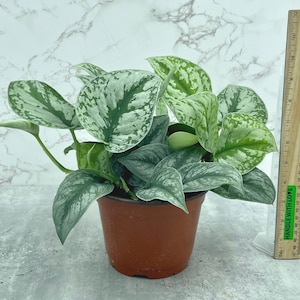 Scindapsus pictus exotica, Satin Scindaspsus 6 inch pot, Rare Houseplant, Tropical Houseplant, Plant Lovers Gift