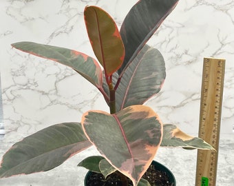 Ficus Elastica Ruby, Variegated Rubber Tree 6 inch Pot, Tropical Houseplant, Plant Lovers Gift