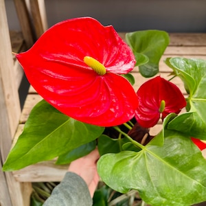 Anthurium Flowering Plant 6 inch Pot. Pink Anthurium, Red Anthurium, White Anthurium, Easy To Grow, Desk Plant, Valentine&#39;s Day Gift