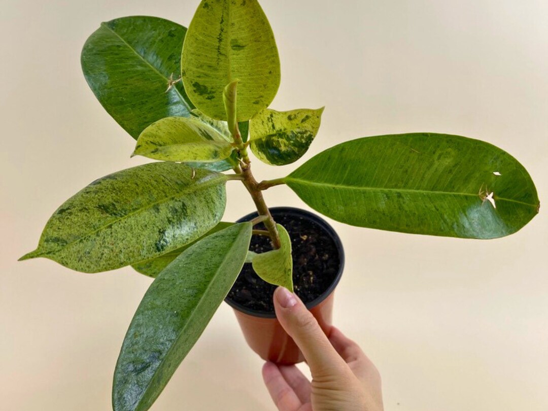 Ficus Shivereana Moonshine 4 Inch Pot, Rare Ficus, Variegated Ficus ...