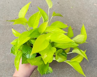 FREE SHIPPING* Neon Pothos, Epipremnum aureum 4 inch pot, Tropical House Plant, Plant Lover's Gift, Free Shipping