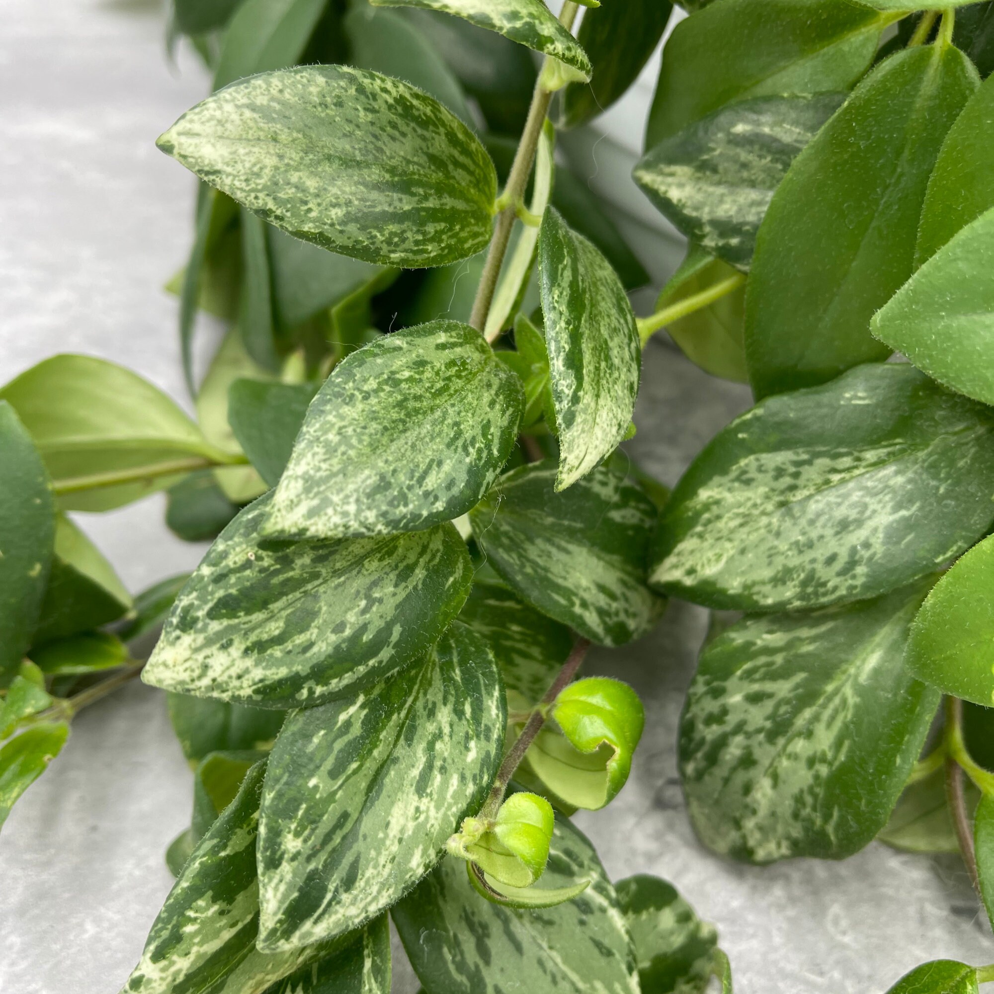 Variegated Lipstick Plant Aeschynanthus radicans Etsy