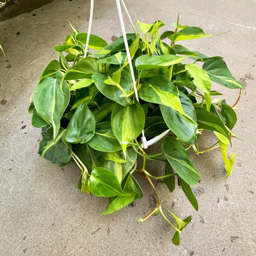 Philodendron Brazil, 8 Inch Hanging Basket, Philodendron …
