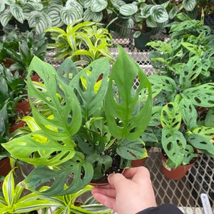 Monstera adansonii, Swiss Cheese Plant in 4&quot; pot, Live plant, Fully rooted healthy, Low light plant, Gift for Plant Lover, Mother&#39;s Day Gift