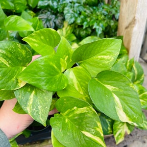 Golden Pothos, Epipremnum aureum, 4 inch Pot, Devil&#39;s Ivy, Tropical Houseplant, Plant Lovers Gift