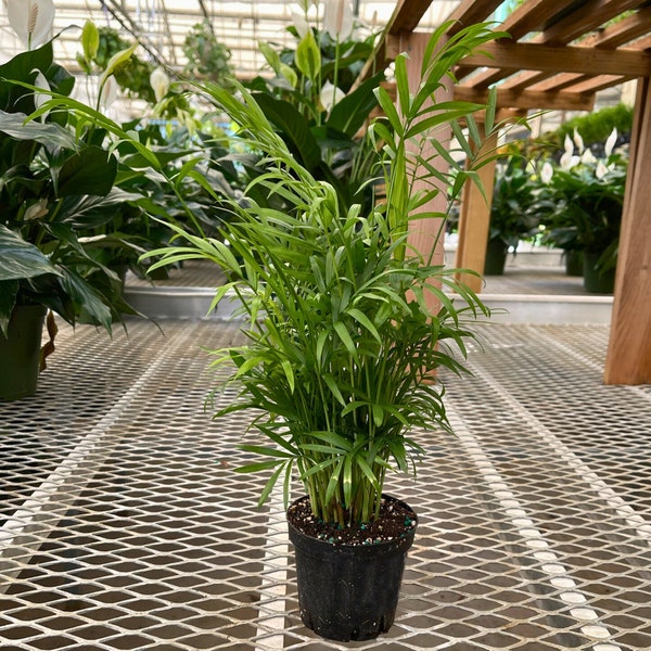 Parlor Palm, Neanthe Bella Palm, in 4 Inch Pot. Parlor Palm is a Pet Friendly and Easy Care Indoor Tropical Plant. A Perfect Beginner Plant