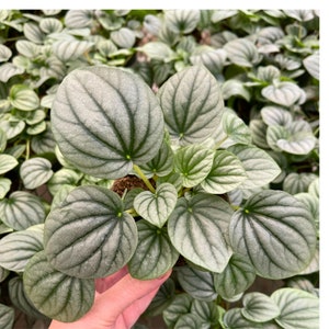 Peperomia Caperata Frost in 4 inch Pot. A Rare Peperomia. Peperomia Frost is a Pet Friendly, Easy Care, Tropical Plant. A Plant Lover's Gift