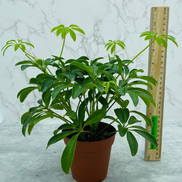 Dwarf Umbrella Tree, Schefflera Arboricola, in 4 inch Pot is an Easy Care Plant. Perfect Beginner Plant and Plant Lover's Gift