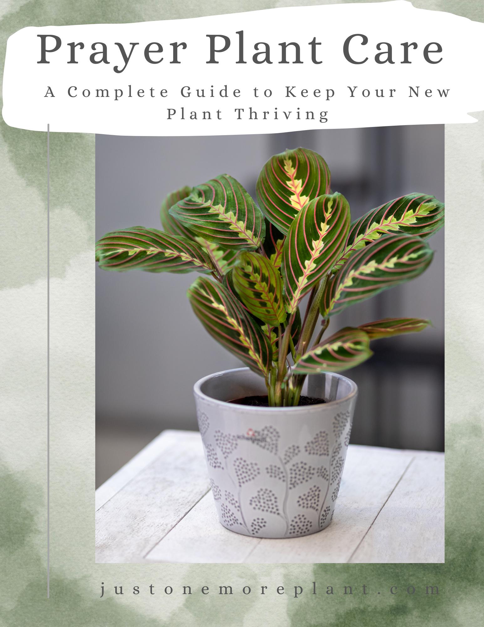 silver streak pothos Epipremnum amplissimum --Silver Streak Pothos--