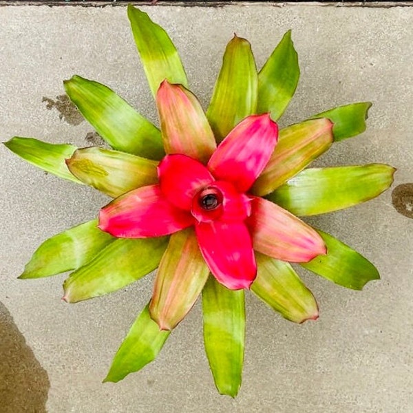 Bromeliad Neoregelia 'Romance' 6 inch pot, Rare Bromeliad, Colorful Indoor Plant, Indoor Tropical Plant, Live Tropical Plant, Exotic Plant