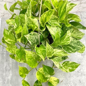 Marble Queen Pothos, Epipremnum aureum, 8 inch Hanging Basket, Devil&#39;s Ivy, Tropical Houseplant, Plant Lovers Gift