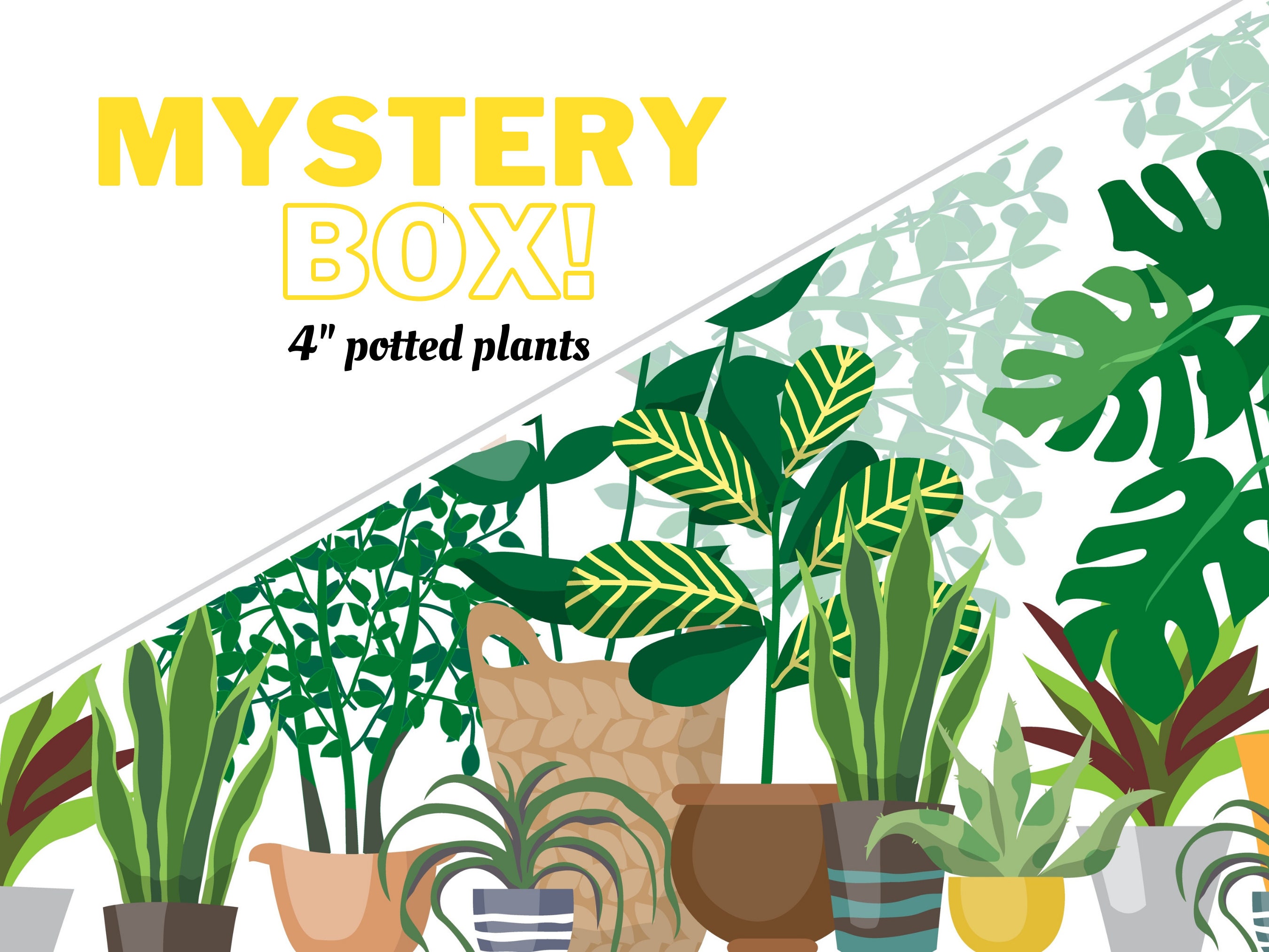 Mystery Jungle Box – Rooted