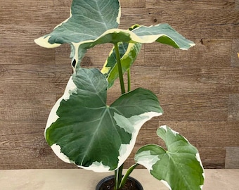 Free Shipping, Alocasia 'Mickey Mouse' Xanthosoma Sagittifolium Variegata, Mickey Mouse Plant, Rare Alocasia, Rare Houseplant