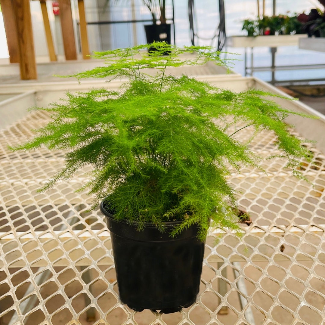 Asparagus Fern, Asparagus Setaceus, Live Fern, Live Indoor Fern, Live