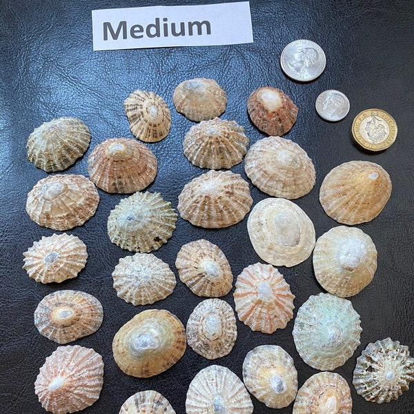 30 Handpicked real Scottish Limpet shells large, medium & small perfect of  jewellery, weddings, crafting, craft supplies, decor, shell art