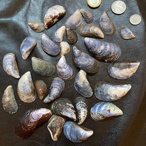 Op de afbeelding: Een verzameling schelpen in verschillende tinten paars, blauw en bruin. Sommige schelpen hebben een gladde, glanzende afwerking, terwijl andere een meer getextureerde oppervlakte hebben. De schelpen zijn gerangschikt op een donkerbruin lederen oppervlak.