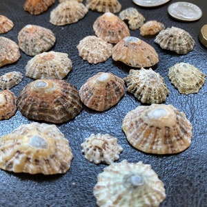 30 Handpicked Real Scottish Limpet Shells Large, Medium & Small Perfect ...